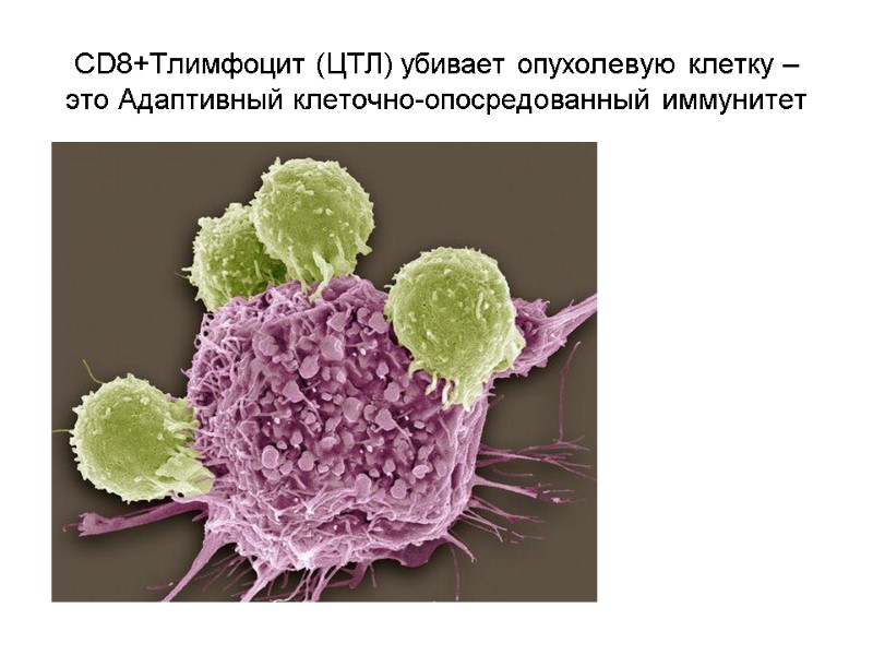 CD8+Tлимфоцит (ЦТЛ) убивает опухолевую клетку –  это Адаптивный клеточно-опосредованный иммунитет